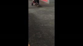 Labrador rides electric skateboard through market in China