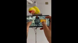 Student trains parrot to assist in mobile shooting game