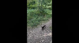 From a walk to a chase: Dogs begin joyfully running after each other
