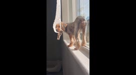 Dog takes nap in most awkward position... in the curtains