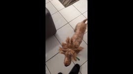 Dog Has Matching Dreadlocks With Owner