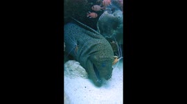 Moray Eel Has Cleaner Shrimp Spa Day