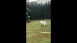 Goose takes amusing revenge on terrier dog that chases him as a young bird