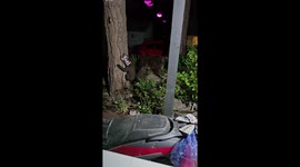 Bear Cub Gets Head Stuck In Oats Container