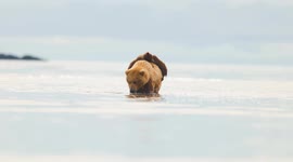 Brown Bear Cubs Cross Water on Mom’s Back