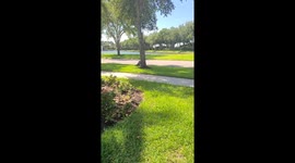 Large Alligator Roams Florida Neighborhood