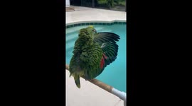 Green Parrot Dances and Sings in Pouring Rain