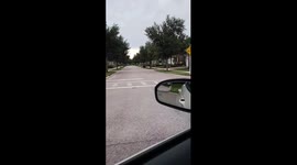 Neighborhood Bear in Southwest Florida