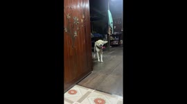 Cat dinner thief pet dog tries to hide guilt by smiling sweetly at owner