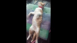 Pet cat chills on pillow at front of moving bus