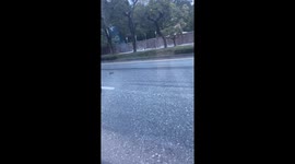 Kind driver stops to rescue injured cat on the road