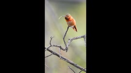 Allen`s Hummingbird in 4K
