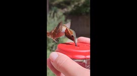 Hummingbird Drinking From a Handfeeder