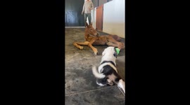 Puppy Gently Plays With Injured Filly