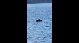 Mother Bear and Her Cubs Swimming