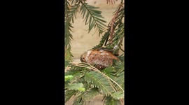 Female Hummingbird Carefully Crafts Nest