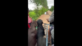 Two dogs join family in motorcycle sidecar