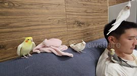 Cockatiels join chorus while owner chills on sofa