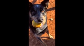 Australian Cattle Dog Is Always Ready to Dig a Trench