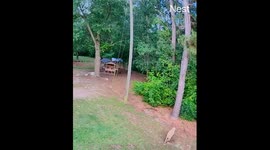 Rooster Bullies Livestock Guardian Dog
