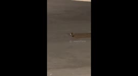 Man hears mother bird crying near drain, spots trapped chick and rescues it