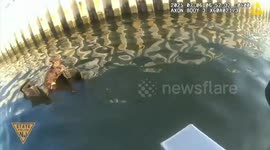 US: Aggressive Little Dog Rescued From Raging Arthur Kill Waters After Snapping At New Jersey Trooper