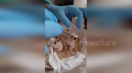 Spain: Gentle Hands Nurture Young Birds In Castilla y León As They Fight For Survival