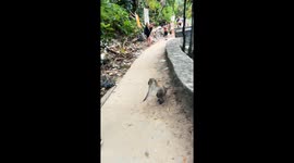 Monkey climbs tourist for coconut in Krabi, Thailand