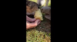 Cat and tortoise enjoy corn together in Garden Grove, California