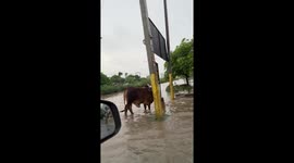 India: Heavy Rain Triggers Flooding in Bathinda, Punjab