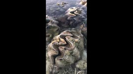 Giant clams emerge on shore as tides recede in the Philippines