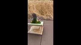 Pet parrot chills in deckchair while eating seeds