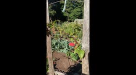 A little garden is my hobby- Healthy living lifestyle - eat fresh blooming looks, eat organics make your looks perfect.