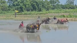 Buffalo races hurtle through muddy field in annual tradition