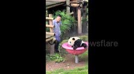 Chinese zookeeper demonstrates new panda-wrangling tactic by spinning them around until dizzy