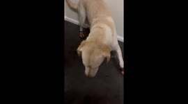 Cute dog is totally not a fan of his new winter shoes