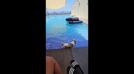 Pet Shih Tzu enjoys swimming in pool with owners