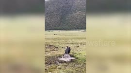 Villagers rescue horse trapped in freezing swamp