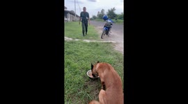 Army dog tucks into food instead of rescuing soldier handler
