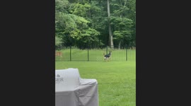 German Shepherd Befriends Neighborhood Deer