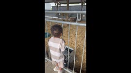 A Sheep Startled My Son