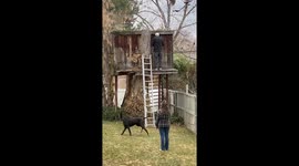 Attempt to Evict Raccoons From Treehouse Goes Awry