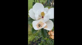 Bumblebee Rolls in Magnolia Bloom