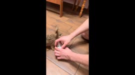 Funny Bunny Drinks Milk From Syringe