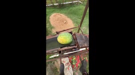 Cow feasts on cracked watermelons at farm in Missouri, USA