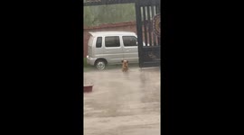 Dog left tied in the rain beside a gate in Henan, China
