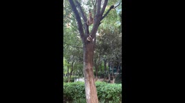 Cat’s human-like tree pose surprises onlooker in Henan, China