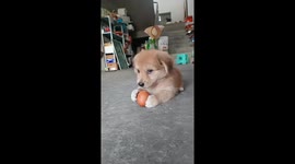 Labrador puppy munches on hard-boiled egg in Zhejiang, China
