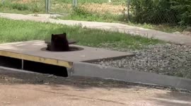 US: Black Bear Emerging From Storm Drain In Colorado Springs Before Climbing Tree