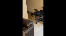 Doggy's Double Dump Disaster